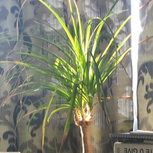 Meet your Posher, Joanne